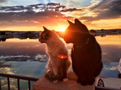 mostlycatsmostly:  sillysocks22: My friend’s mom took this picture in their backyard in San Bernardino, California It’s literally majestic.