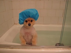 kaysnicolee:  christmastoaster:  i am ready to bathe, human   I didn’t expect to laugh this hard