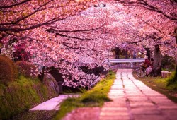 taktophoto:  The most beautiful flowering