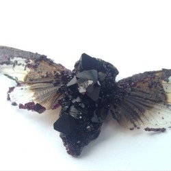 vin-d-opium:  tylerthrasherart:   crystalized cicada  HOW?