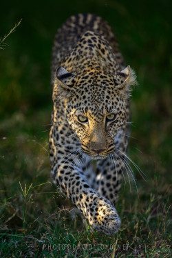 Bendhur   llbwwb:  Leopard Stalking by David Lloyd
