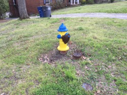 droct0: foxthebeekeeper:  A neighbor called and said she saw a swarm on a fire hydrant so I grabbed my bucket and ran there as fast as I could. I dabbed some lemongrass oil on the bottom of it and they walked in. After about 5 minutes I just scooped the
