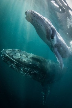 wolverxne:  Proud Humpback Whale mother and her calf | by: { Morne Hardenberg } 