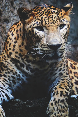 wearevanity:  Leopard ©   Beauty