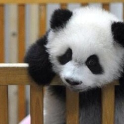 Hey, you there, would you mind taking me off this crib? #panda #cute #instagood #likeforlike #pandabear #asians #likes #funny #pandas #pandaexpress #instapandacool #bestoftheday follow for more awesome posts
