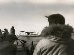 natgeofound:  A view of a whale’s fluke as it dives after being harpooned in Point Hope, Alaska, September 1942.Photograph by Froelich G. Rainey, National Geographic