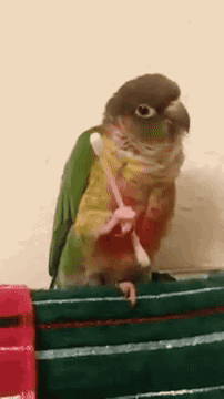 gifsboom:  Bird Grooms Itself with Q Tip. [video] [DailyPicksandFlicks] 