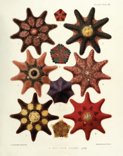 design-is-fine:  William Saville-Kent, A Sea Star Galaxy, 1897. He was the first scientist to illustrate Australia’s Great Barrier Reef. From the book The Naturalist in Australia. Via archive.org