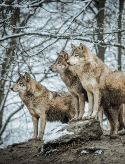 funkysafari:  Canadian timber wolf pack 