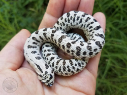 tokays: Been a while since I took photos of this freshly-shed beauty.  That base color is absolutely white. Europa - super arctic western hognose 