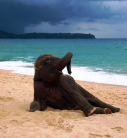goldentulips:  magicalnaturetour:  Young elephant playing on a beach in Phuket, Thailand by John Lindie   &ldquo;Draw me like one of your French girls.&rdquo;