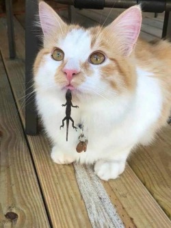 super-who-lockfangirl:  First time when lizard caught a cat lmao