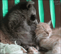 squidpuke:  lomadia:  4gifs:  Sorry…sorry. [video]  I’ve never seen a more guilty looking animal - ‘OH GOD, SHUSH PLEASE SHUSH!”   i cant stop laughing halp!