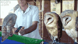 corporalbutts:  frenchoverture:  amithereal:  grimbark-entity:  horatioandalice:  birdsbirds:  deviantbirds:  What is going on here??  birdsbirds is what is going on  WIGGLY OWLS  [OWL INTENSIFIES]  WHAT IS ON THAT PHONE  I’ll have what they’re having
