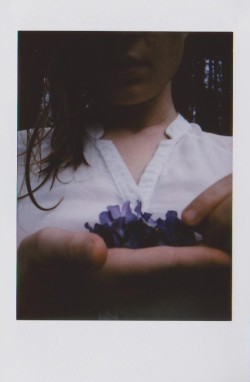 dcci: Periwinkle Dream Upstate NY | April 2017 Image shot by me (dcci) with a Fuji Instax Mini 90 