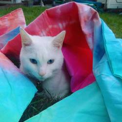 🐱🐱🐱  #meko #cat #cute #whitecat #catstagram #catsofinstagram #blueeyes #fluffy #bigears #bedding #duvet #bedsheets #DIY #creative #tiedye #dylon #pastels #dreamy #dyed #laundry