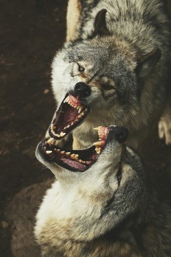 ikwt:  Timber wolves smile (Jim Cumming) | instagram 