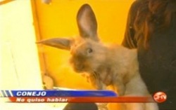 corazon-jarcore:  muestra de las “impactantes noticias” que la televisión chilena considera necesarias de trasmitir pd: el conejo ya es un clásico 