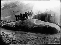 Vintage sperm whale photo. &ldquo;The aorta of a whale is larger in the bore than the main pipe of the water-works at London Bridge, and the water roaring in its passage through that pipe is inferior in impetus and velocity to the blood gushing from the