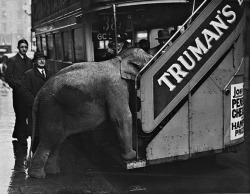 Comet, an elephant from Chessington, trying to board a bus in Shaftesbury Avenue, London, 1938.