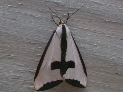 Sex cicadas:  goth moth  pictures