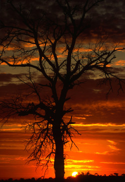 llbwwb:  (via 500px / African Sunset by Rudi