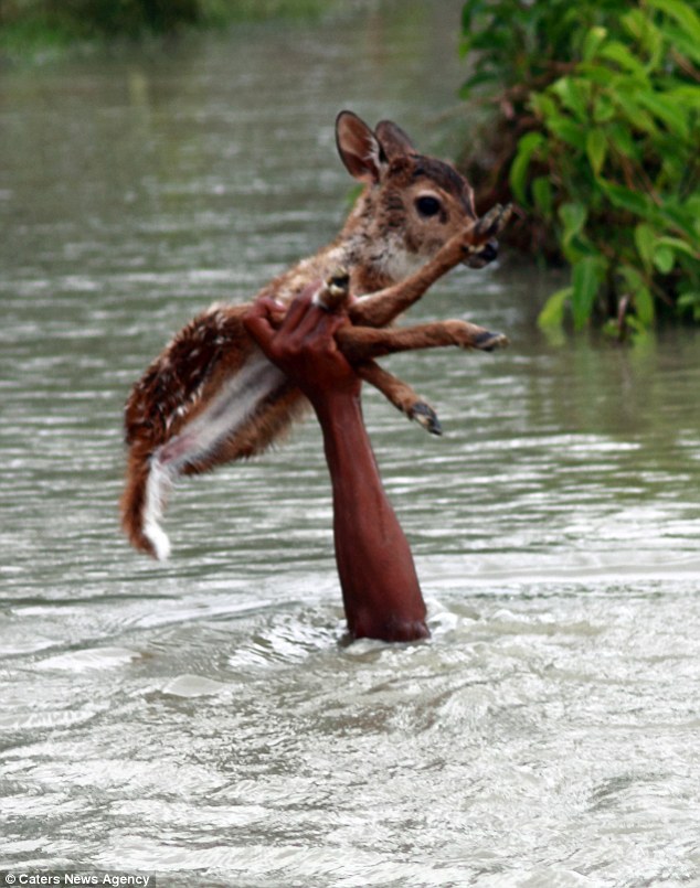 adoptpets:  Astonishing bravery of boy who risked his life to save baby deer in Bangladesh