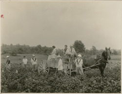 todaysdocument:  &ldquo;Students at Mt. Holyoke College Learning Agricultural Duties, 08/20/1918&rdquo; From the series: American Unofficial Collection of World War I Photographs, 1917 - 1918 