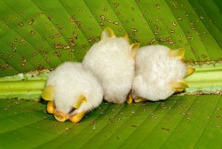 hellsyeahstarwars:  daintyladyboner:  gingersnp:  The fact that in the world there exists tiny cotton ball bats in tiny bat communities that cling to the bottom of folded leaves makes all the shitty stuff that exists totally ok.  MARSHMALLOW PIGBATS I