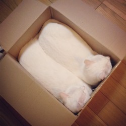 lord-kitschener:  Shipment of loafs, fresh from the bakery 
