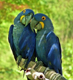 funkysafari:  Hyacinth Macaw (Anodorhynchus hyacinthinus)  by kinchloe