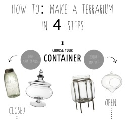 Allotment86:  How To Make A Terrarium In 4 Steps … The Size Of Your Container Will