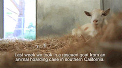 gelfling:  sizvideos:  Amazing Friendship between a goat and a burro - Video  Goodbye I am dead from tears 