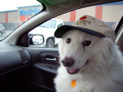 cyberpunkdreamland:  cramp:  this dog is so happy, i bet it has it’s life together   It’s wearing a bacardi hat of course it’s good at making life choices