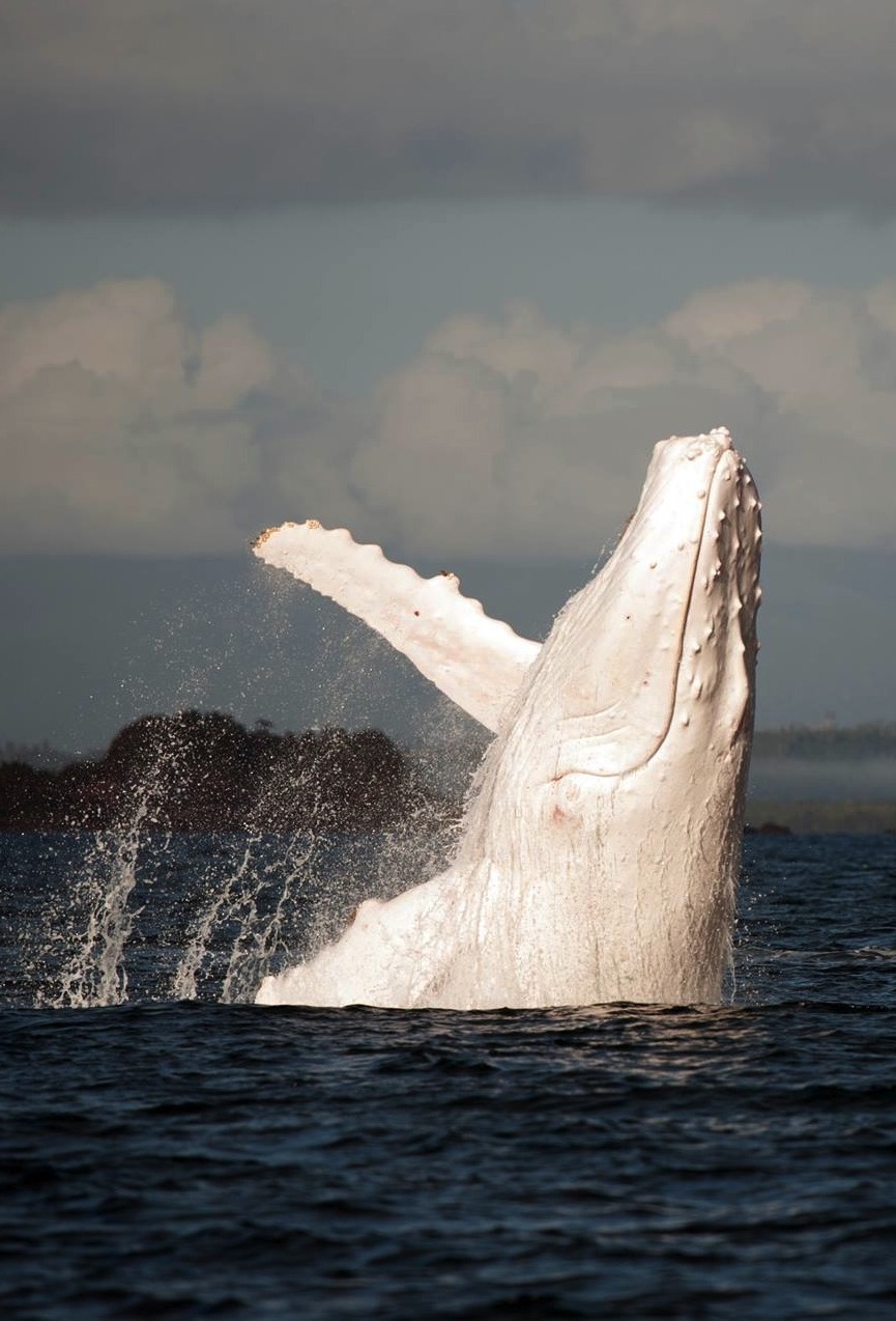 awkwardsituationist:  migaloo, the only known all white humpback whale, was photographed