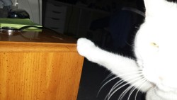 cats-are-true-love:  He KNOWS he’s not supposed to touch the nightstand cause he knocks stuff off. Now he’s just mocking me.