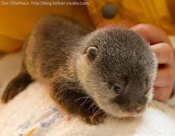 catgirl2525:  Cute baby otters! 