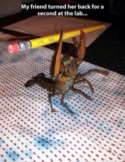 carry-on-my-jingle-butt:  sengawolf:  terrestrial-organic-matter:  VIVA LA REVOLUTION  wHY IS THERE A CRUSTACEAN IN THE LAB  MEHOYNOYNEHOY 