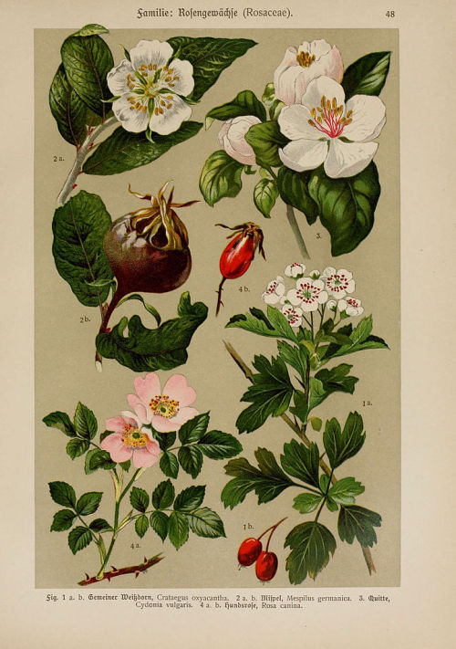 heaveninawildflower:  Botanical illustrations taken from  ‘Hoffmann-Dennert Botanischer Bilderatlas’  by Dr. E. Dennert.Published 1911.https://www.biodiversitylibrary.org/page/1122683Wikimedia.