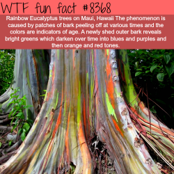 wtf-fun-factss:  Rainbow Eucalyptus trees - WTF fun facts