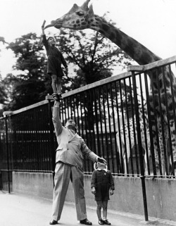 Wonderful World Revue performers Circus strongman Paul Remos and his six and seven year old sons feed a giraffe c. 1950.