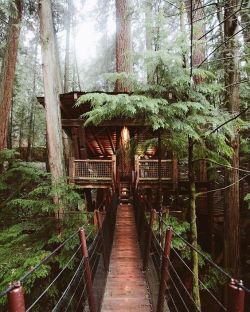 coisasdetere:  Tree Houses - A wood plank bridge to house in the trees.