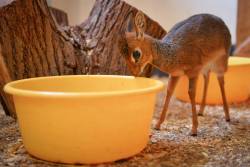 zooborns:  Tiny Dik-dik Plays Big Sister at Chester Zoo  A tiny Kirk’s Dik-dik antelope, which was hand-reared by keepers after being rejected by her mom, has stepped in to help her much smaller sibling. Eight-month-old Aluna is playing the big sister