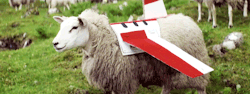 ahobbitinhogwarts:  pls enjoy these sheep dressed as planes bonus - actual gif of Hercules Shipwright: 