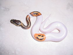 all-seeing-v:  October is here! How about some happy Jack-O-Lanterns on ‘Pied’ and ‘Pumpkin Pied’ Ball Pythons to get you in the spirit of Halloween?! (x) (x)