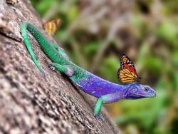 animals-riding-animals:  butterfly riding lizard 