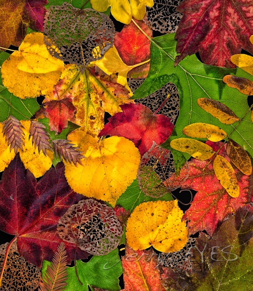 “Equinox” I thought I’d assemble some of the colorful leaves in my backyard-jerrysEYES