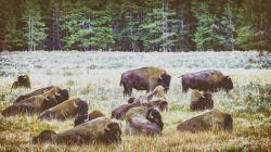 “Bison bison” Yellowstone National