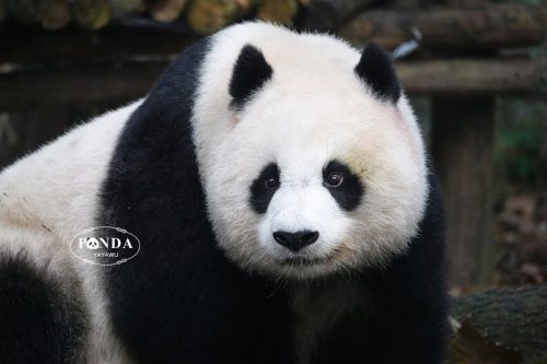 giantpandaphotos:  Bei Chuan at the Chengdu Research Base of Giant Panda Breeding in China.© Happy Panda.