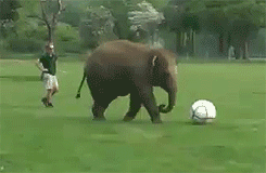 spoken-not-written:  this elephant represents every tumblr user when doing sport  Not bragging, but I’m actually great at sports. Especially football and soccer.